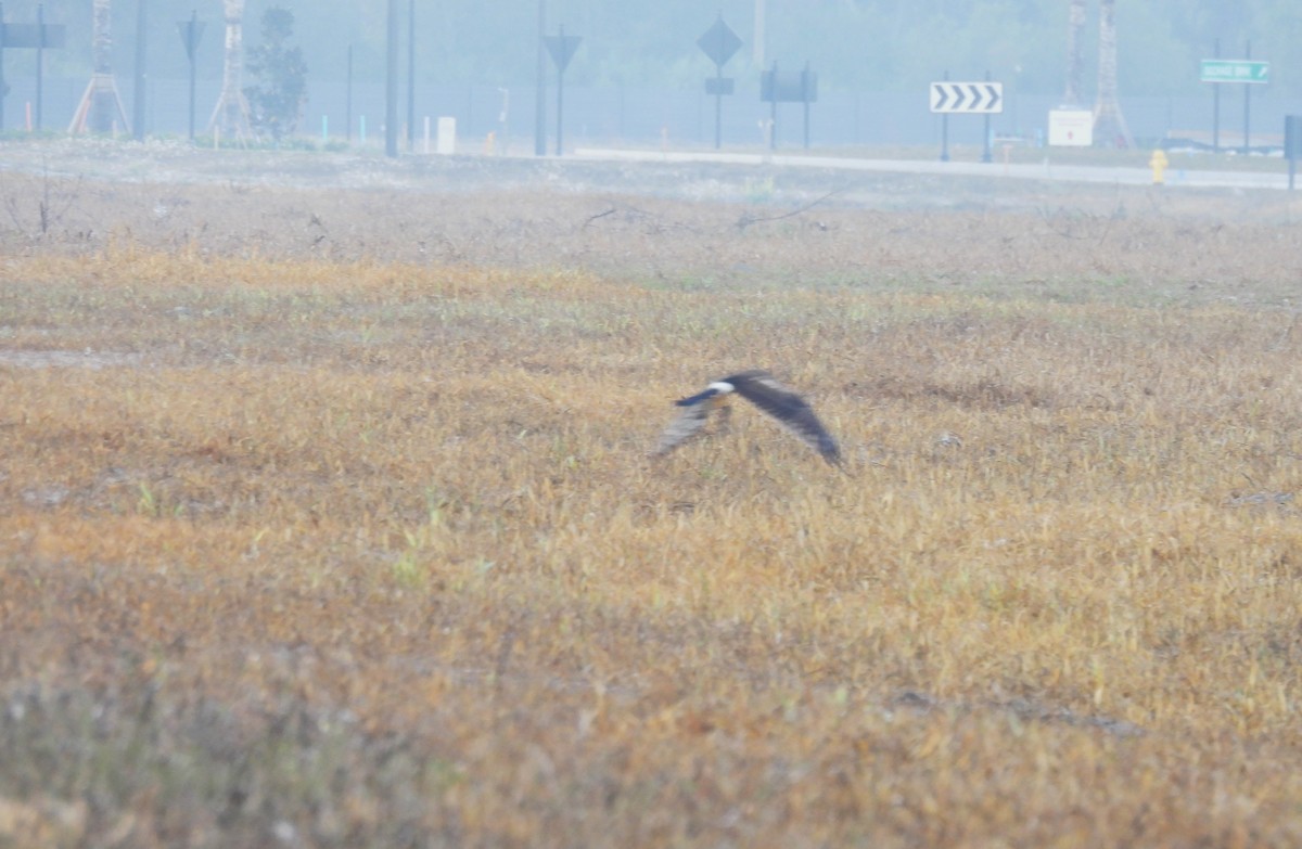 Лунь американський - ML646041518