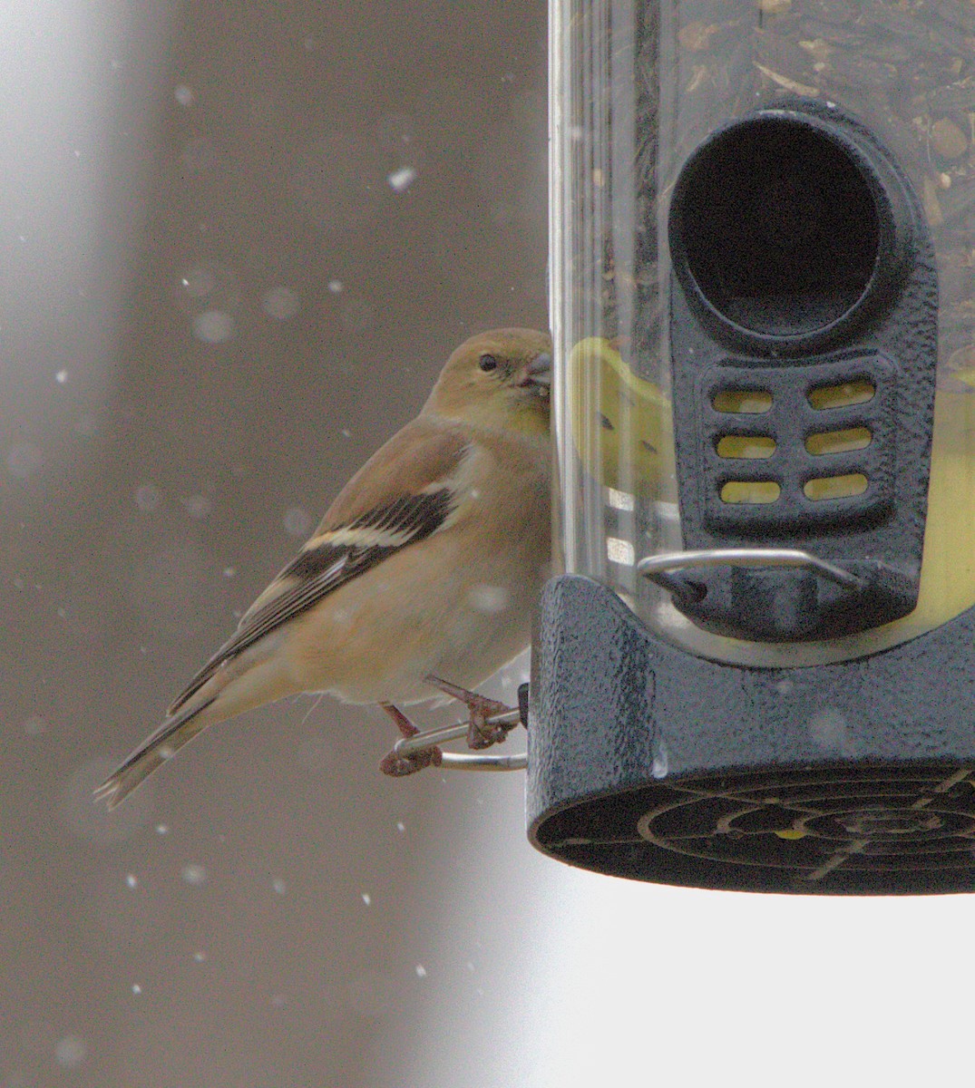 American Goldfinch - ML646041519