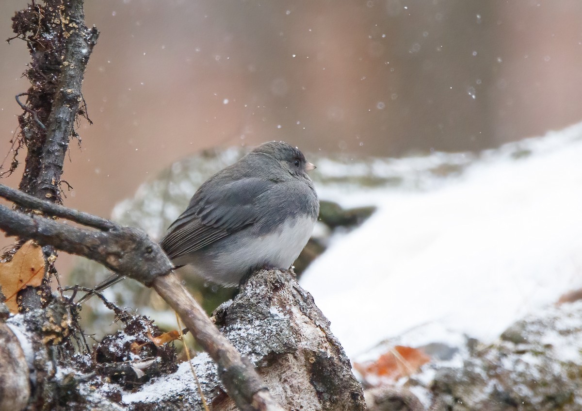 Dark-eyed Junco - ML646041525