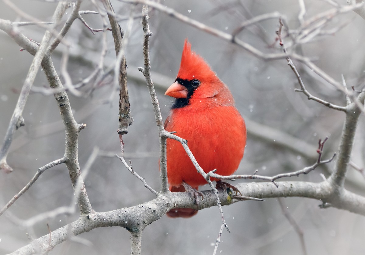 Northern Cardinal - ML646041527