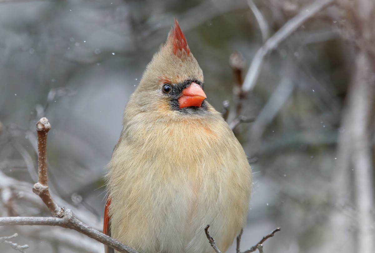Northern Cardinal - ML646041528