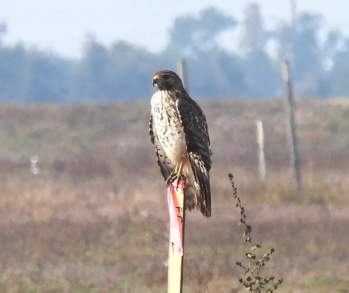 Red-shouldered Hawk - ML646041529