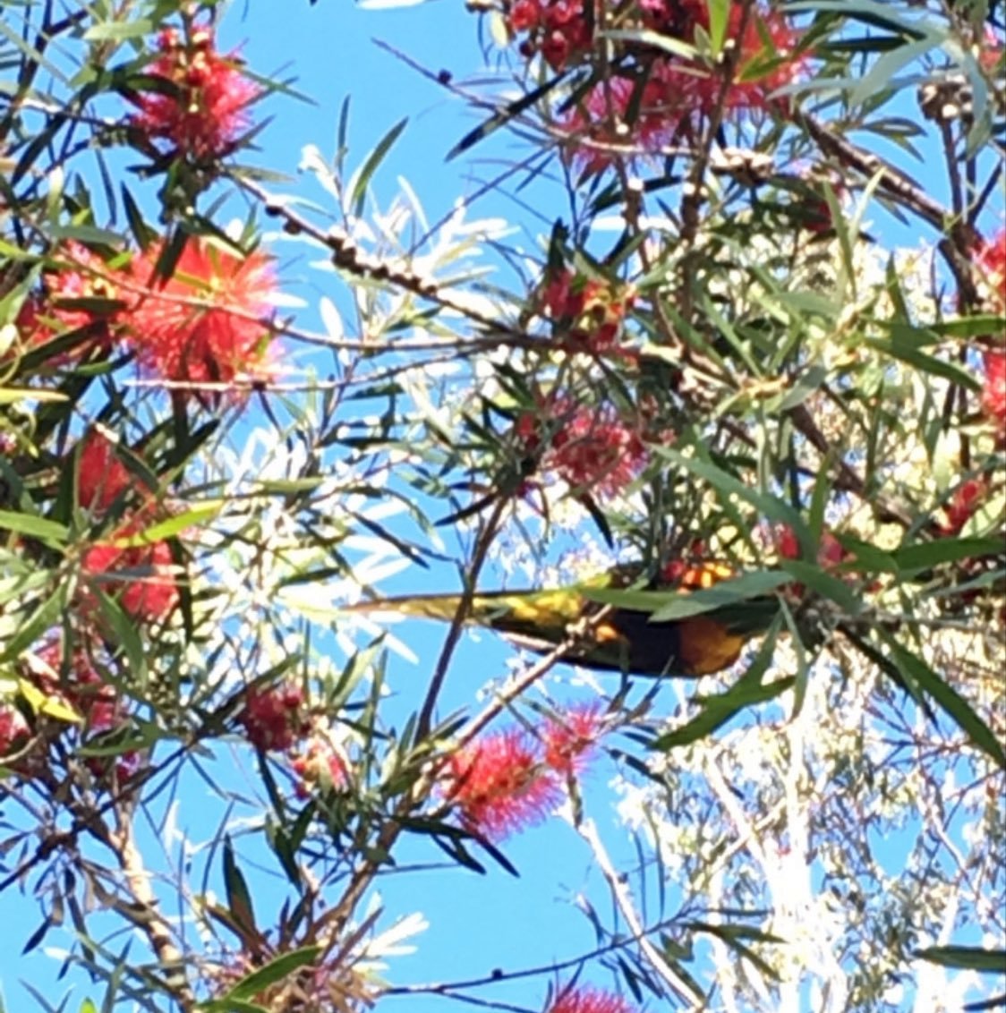 Rainbow Lorikeet - ML646041532