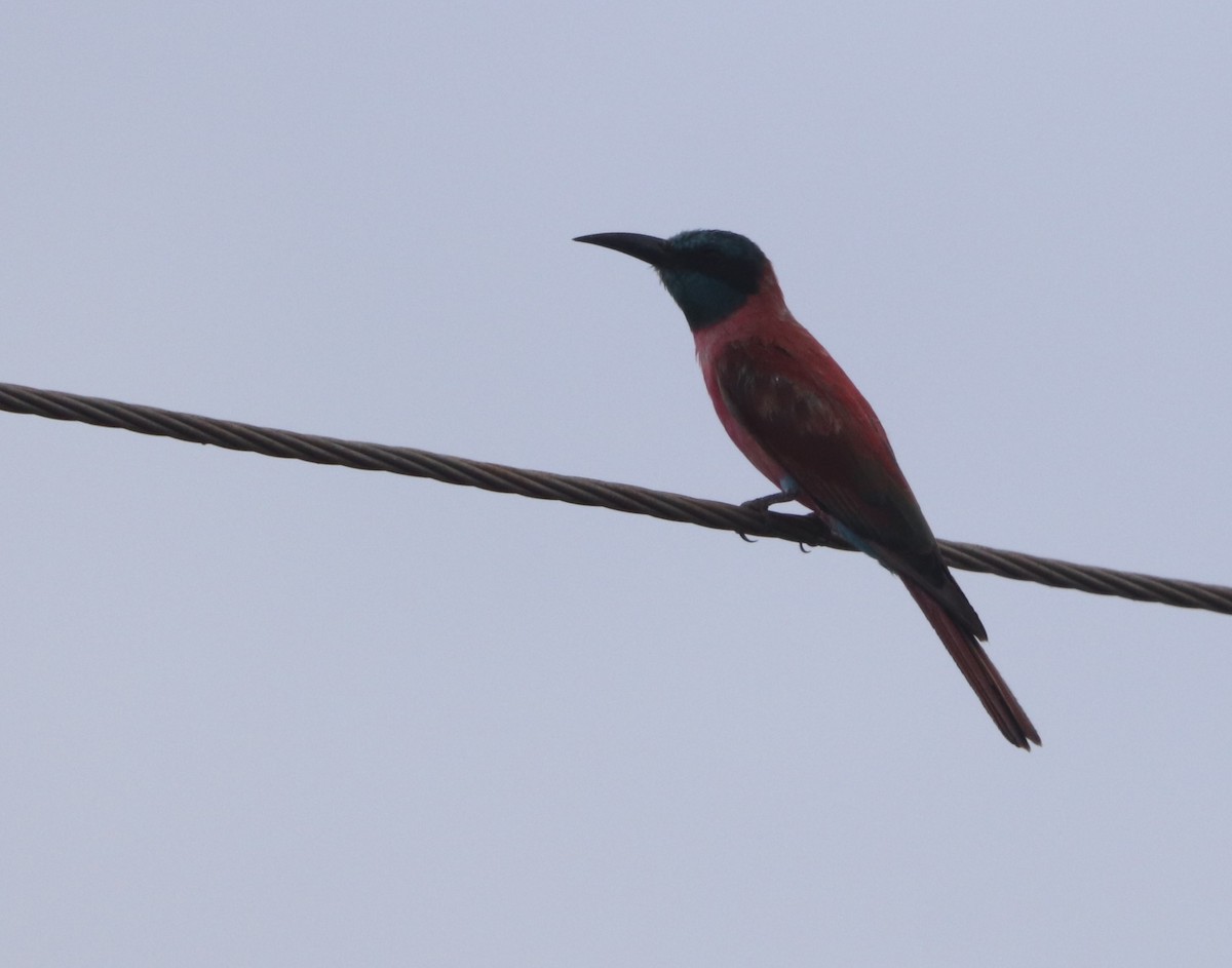 שרקרק ורוד - ML646041533