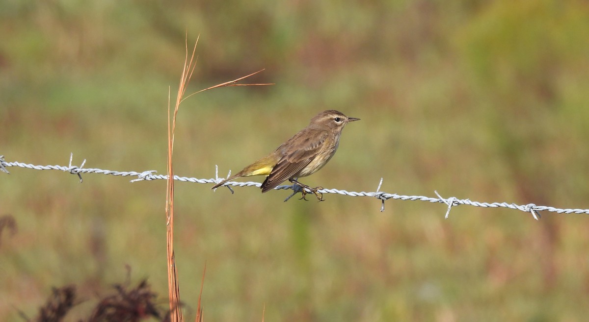 Palm Warbler - ML646041536