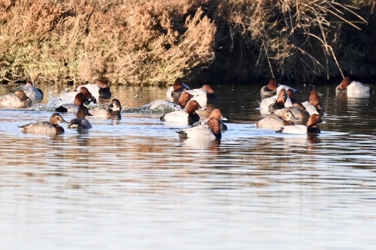 Common Pochard - ML646041537
