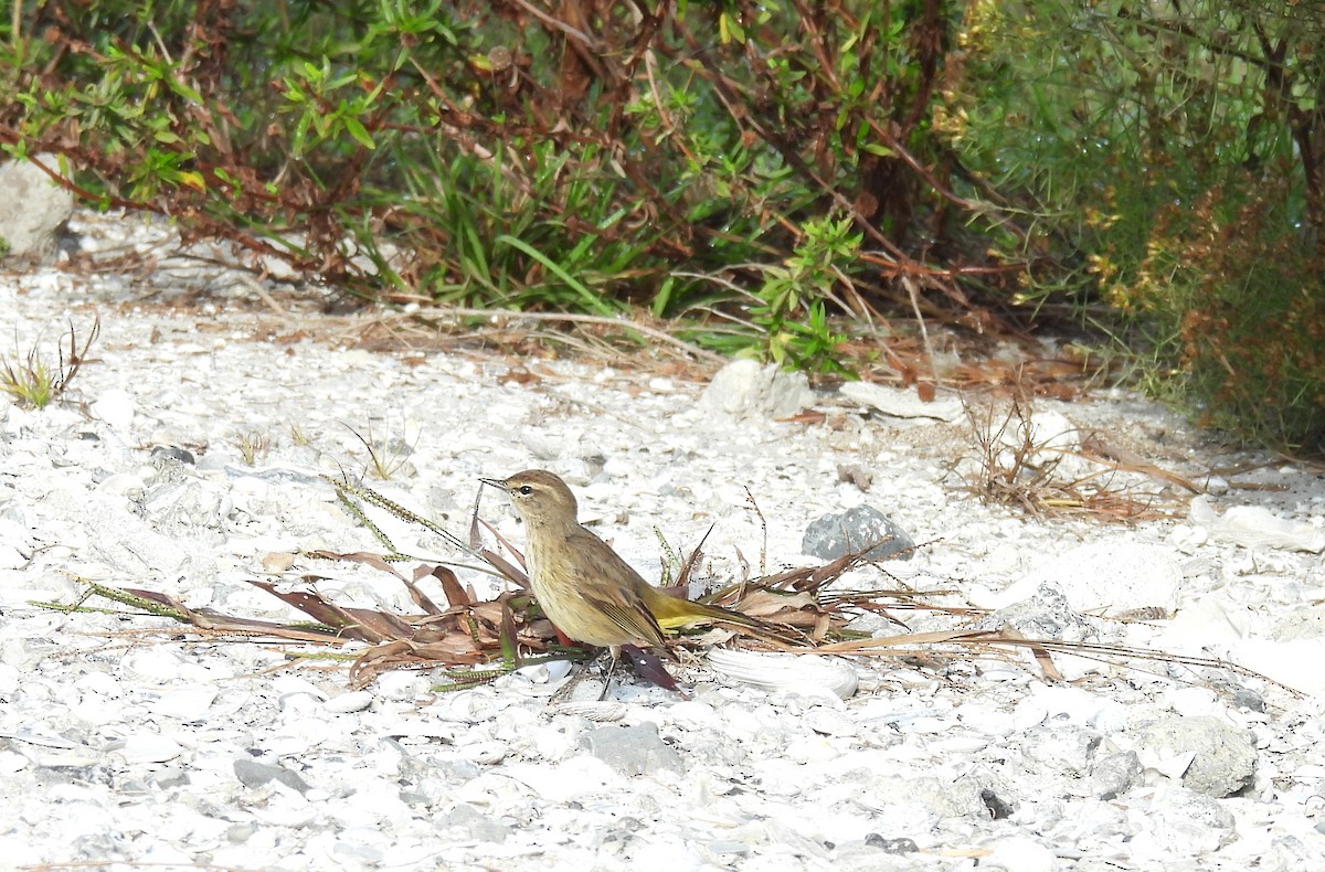 Palm Warbler - ML646041538