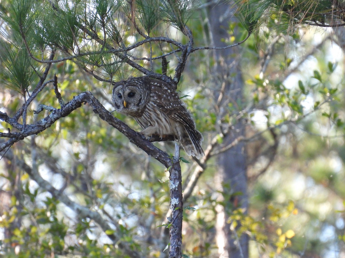 Barred Owl - ML646041539
