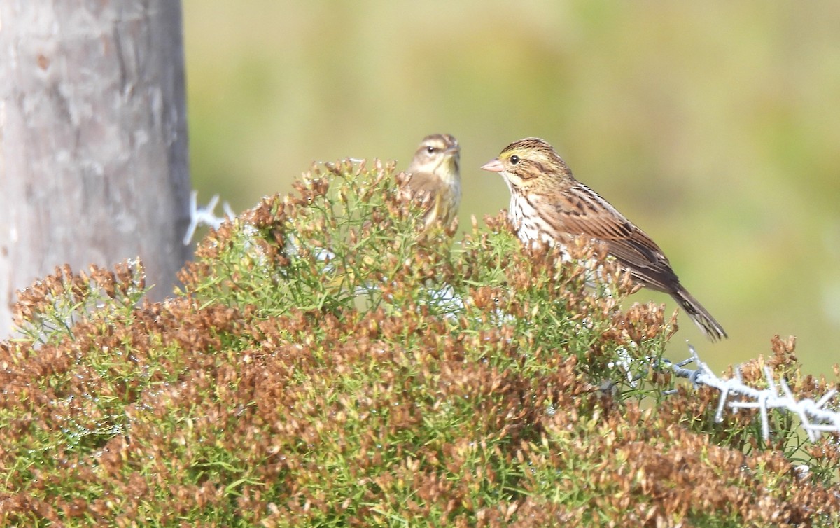 Savannah Sparrow - ML646041544