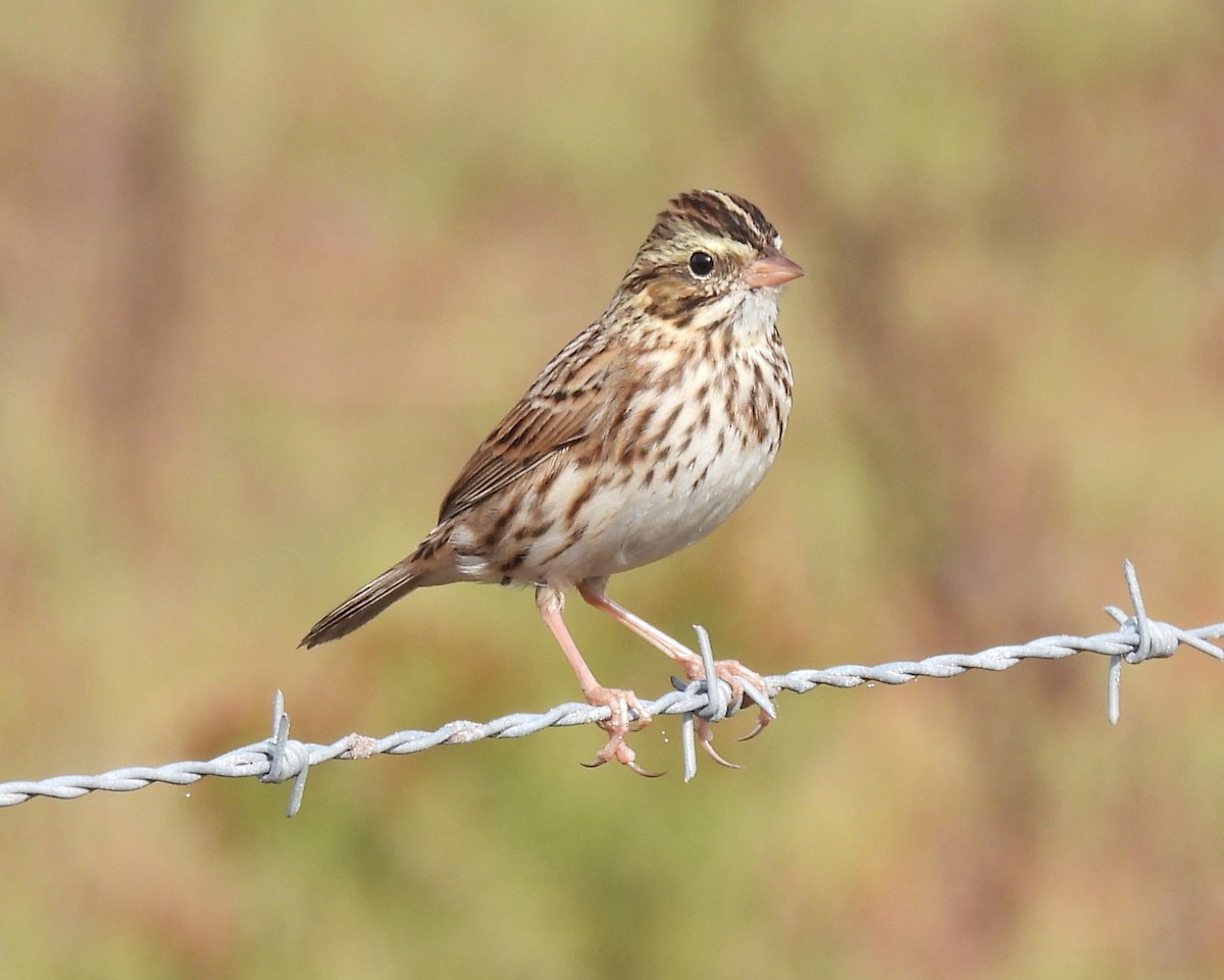 Savannah Sparrow - ML646041545