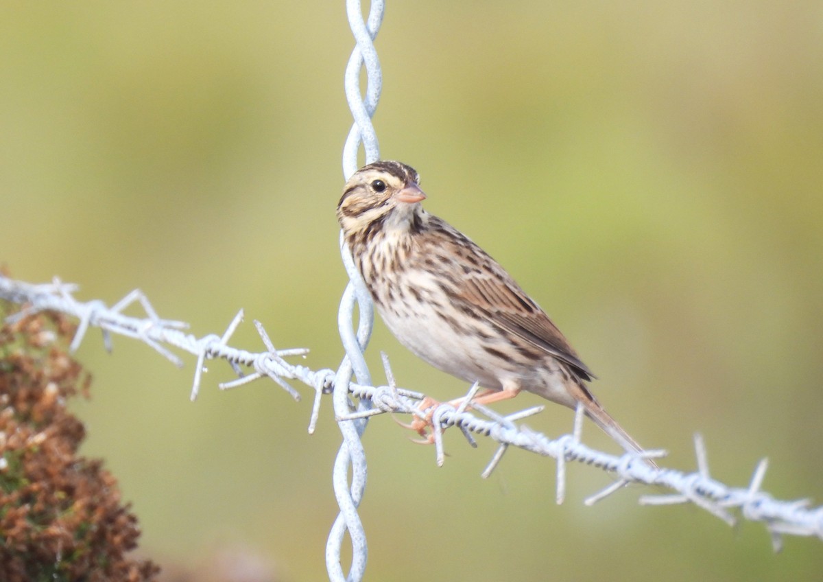 Savannah Sparrow - ML646041553