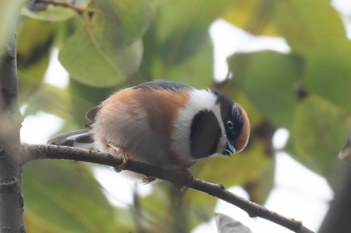 Black-throated Tit - ML646041554
