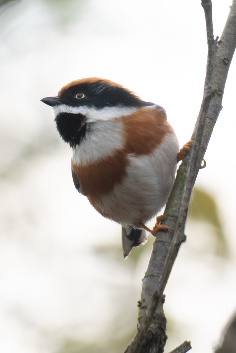 Black-throated Tit - ML646041555