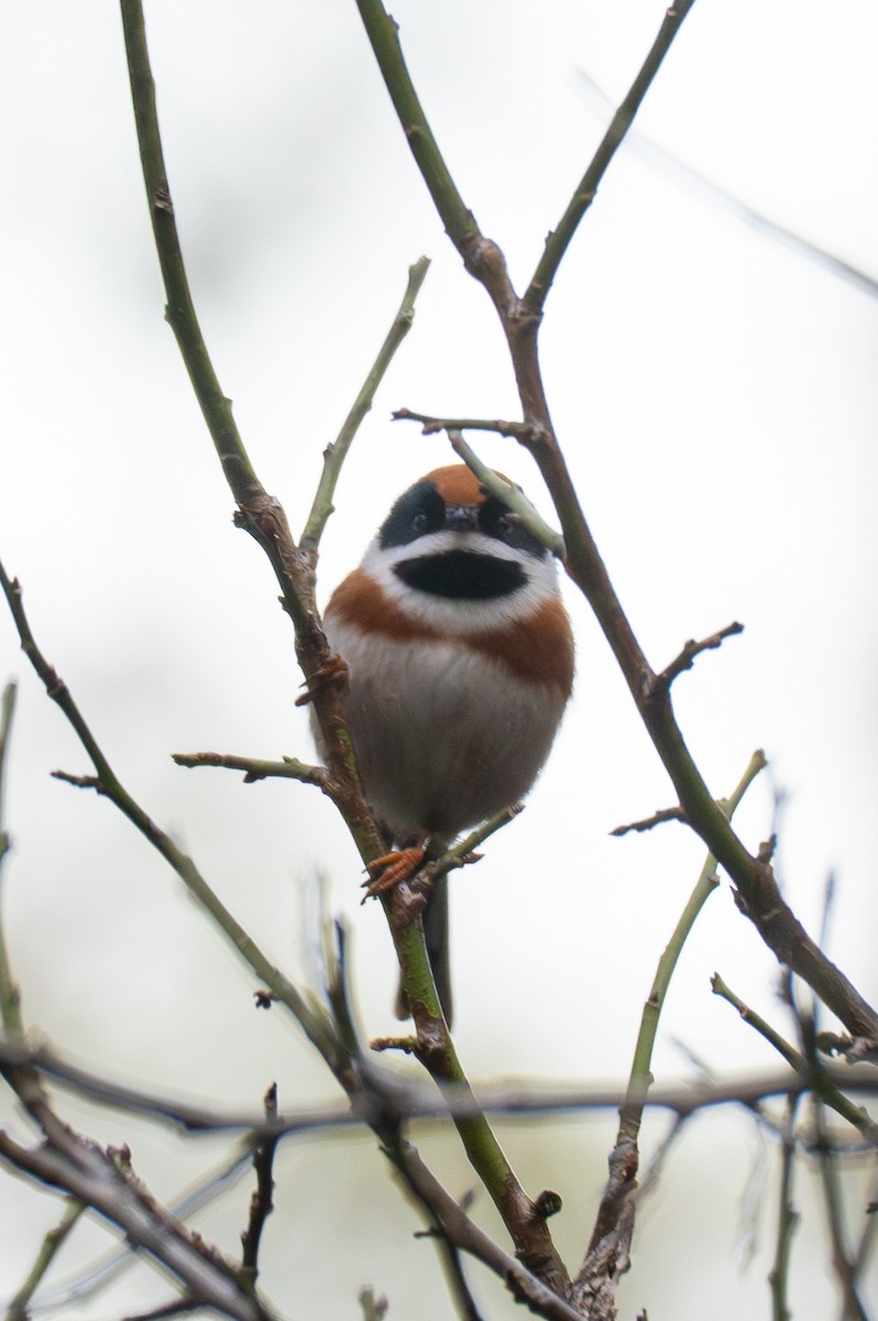 Black-throated Tit - ML646041556