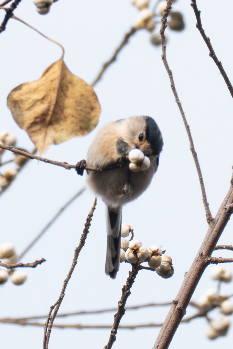 Silver-throated Tit - ML646041563
