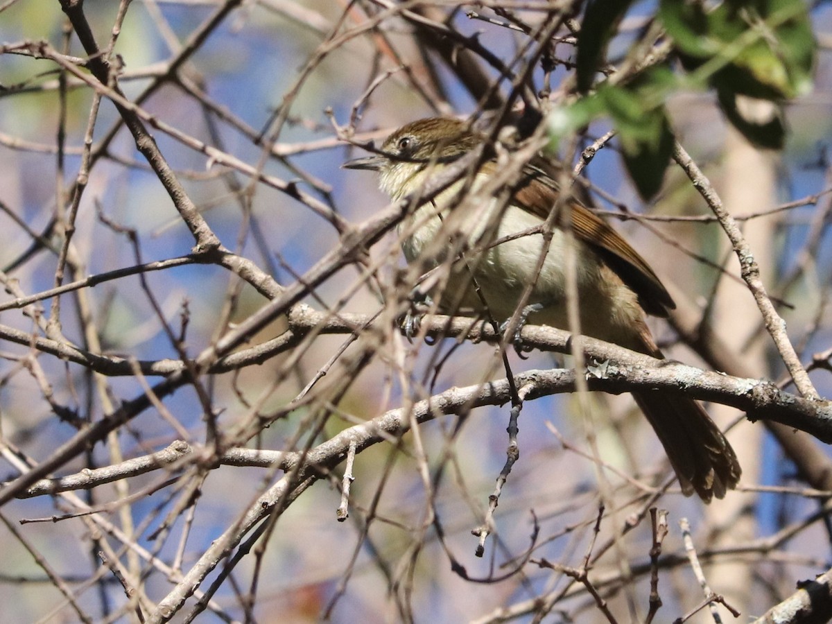 Northern Brownbul - ML646041566