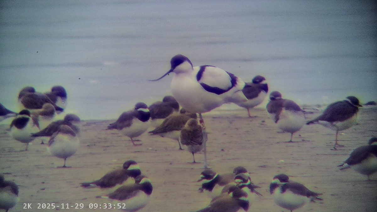 反嘴鴴 - ML646041568