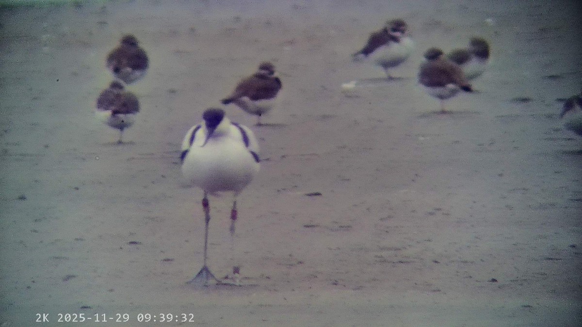 反嘴鴴 - ML646041570