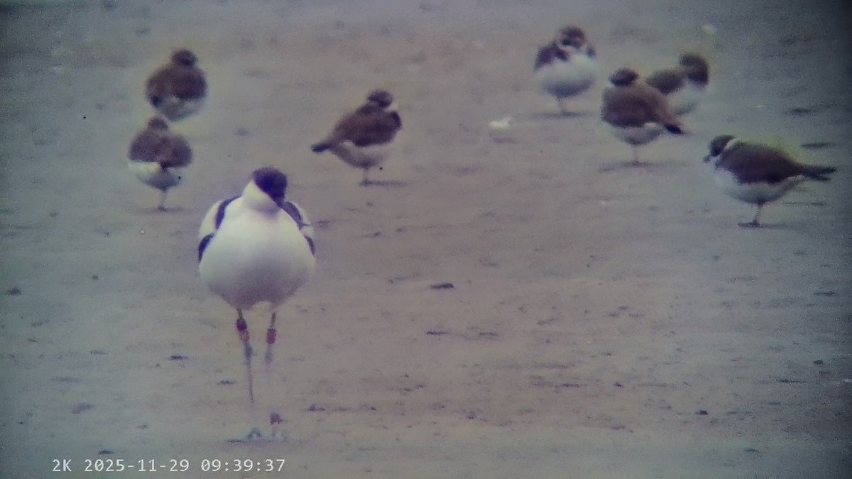 反嘴鴴 - ML646041571