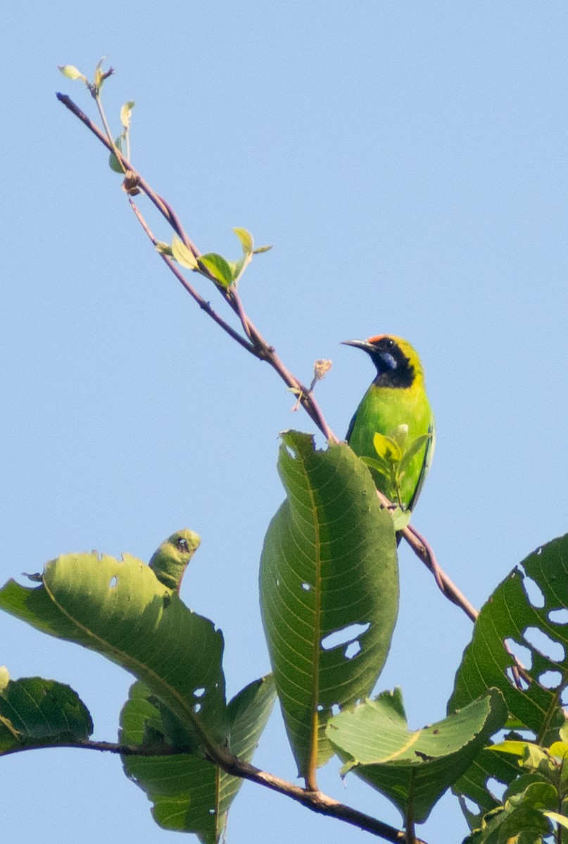 gyllenpannebladfugl - ML646041578