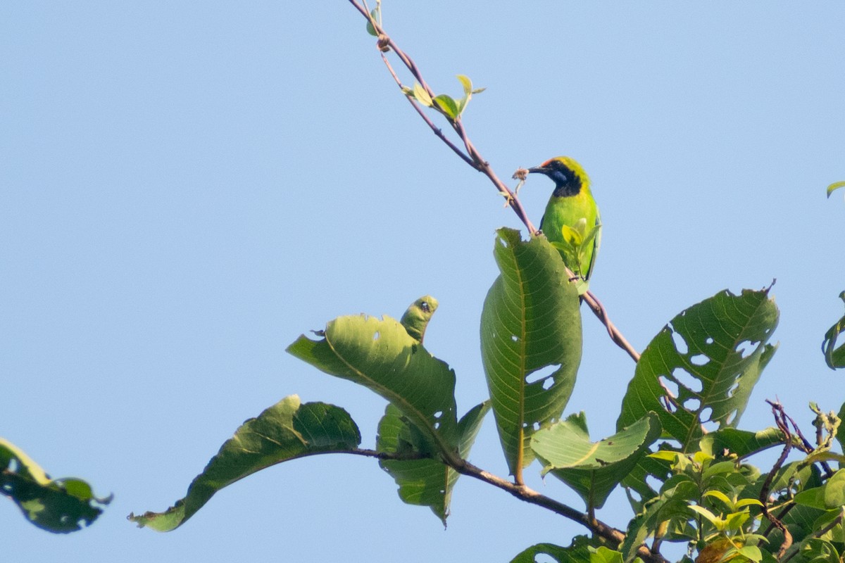 gyllenpannebladfugl - ML646041579