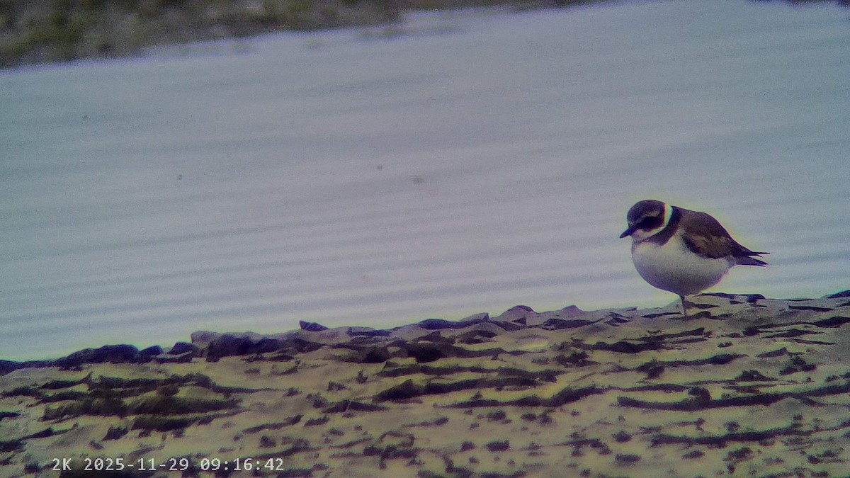 環頸鴴 - ML646041580