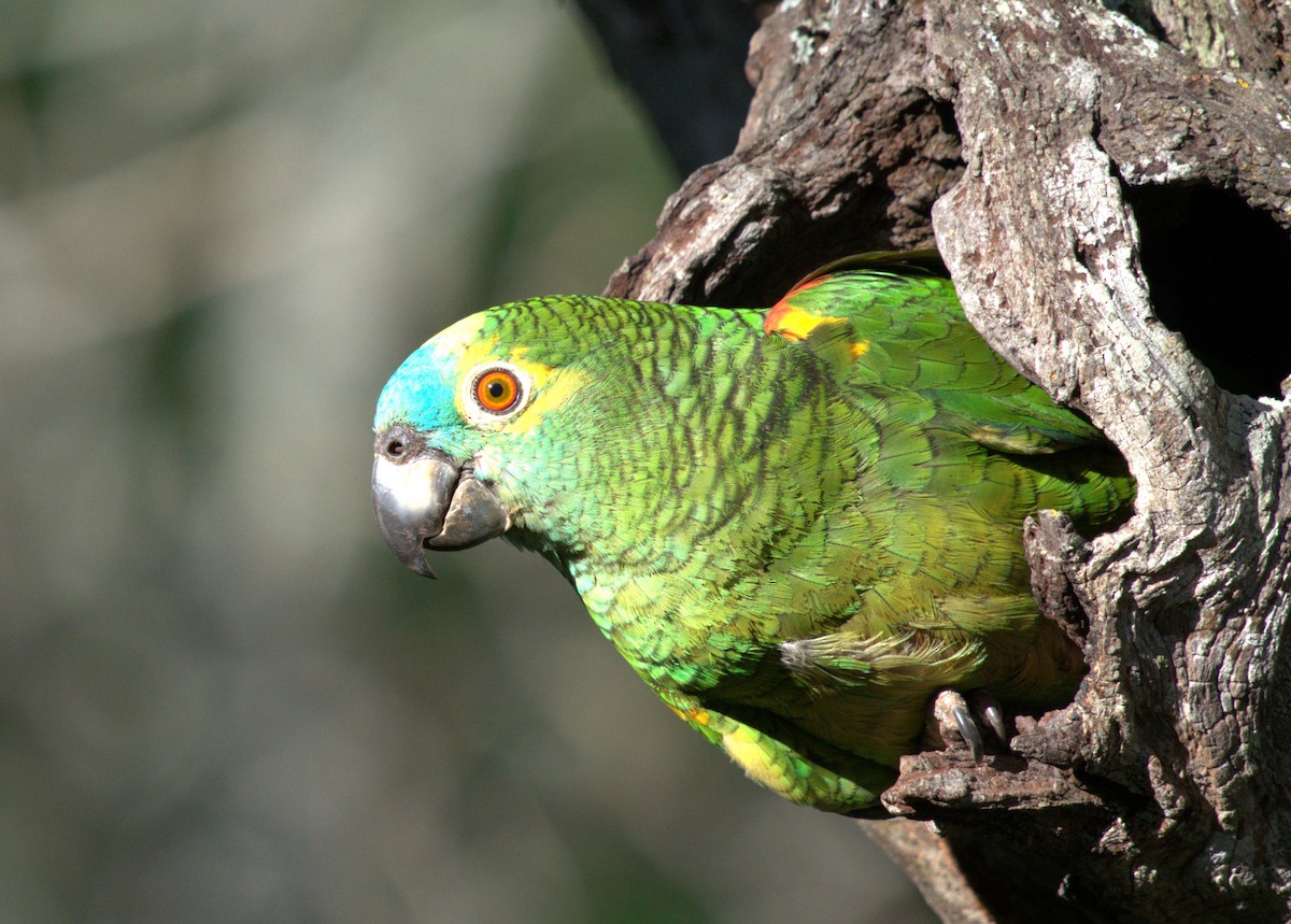 Amazona kopetaurdina - ML646041581