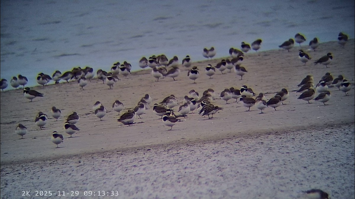 環頸鴴 - ML646041582