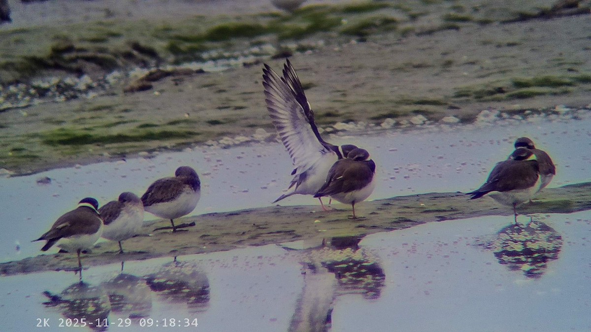 環頸鴴 - ML646041583