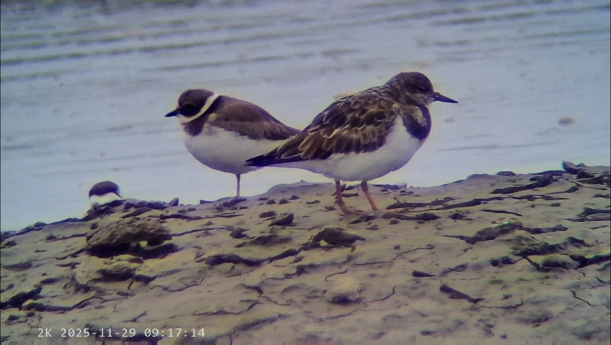 翻石鷸 - ML646041589