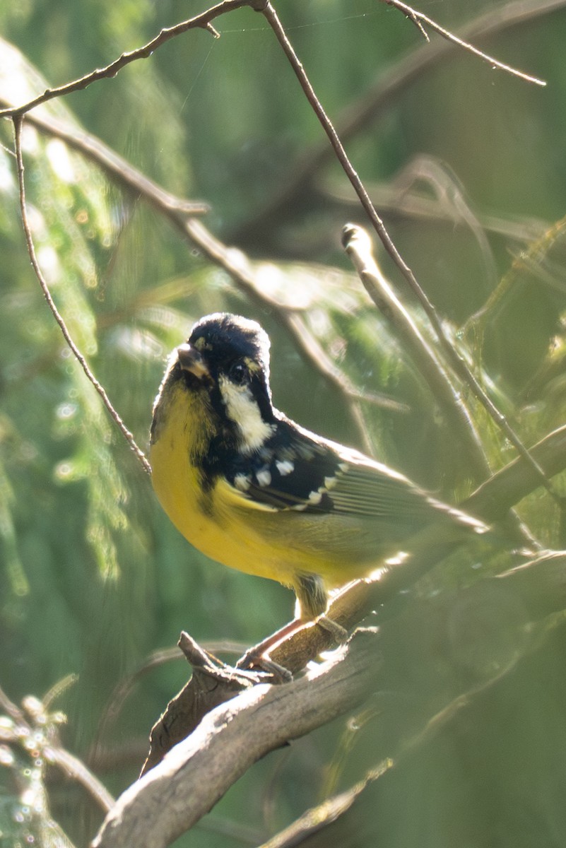 Yellow-bellied Tit - ML646041590