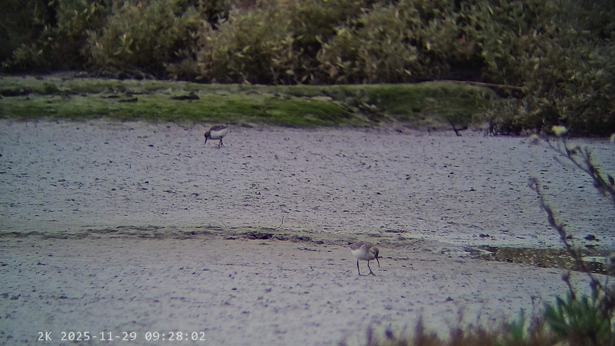 彎嘴濱鷸 - ML646041599