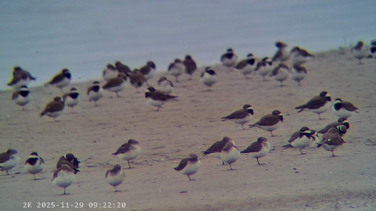 黑腹濱鷸 - ML646041603