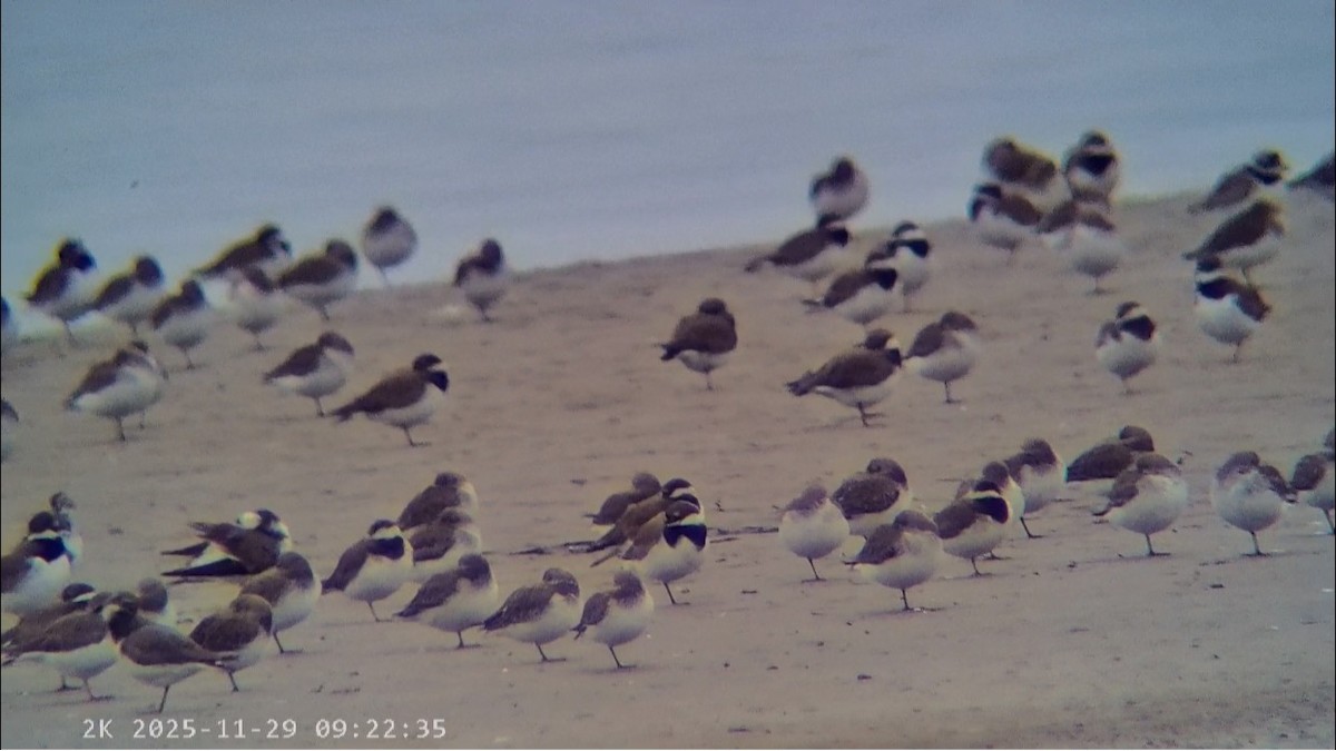 黑腹濱鷸 - ML646041604