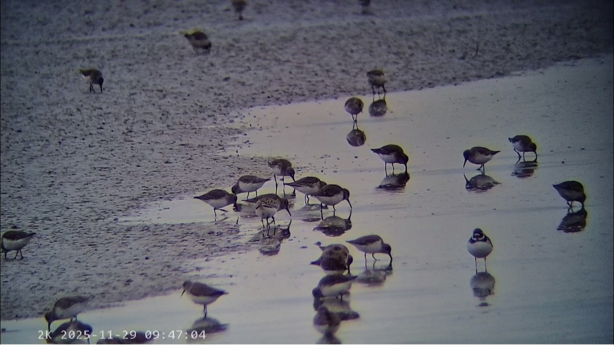 黑腹濱鷸 - ML646041605