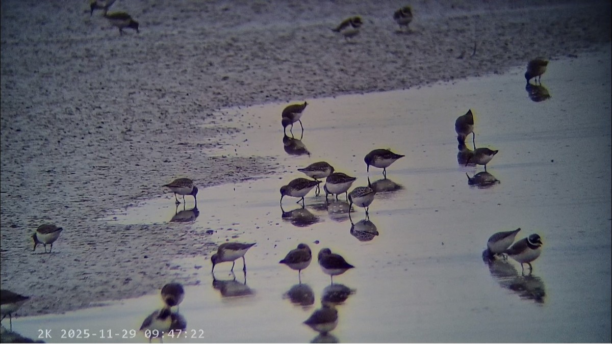 黑腹濱鷸 - ML646041606