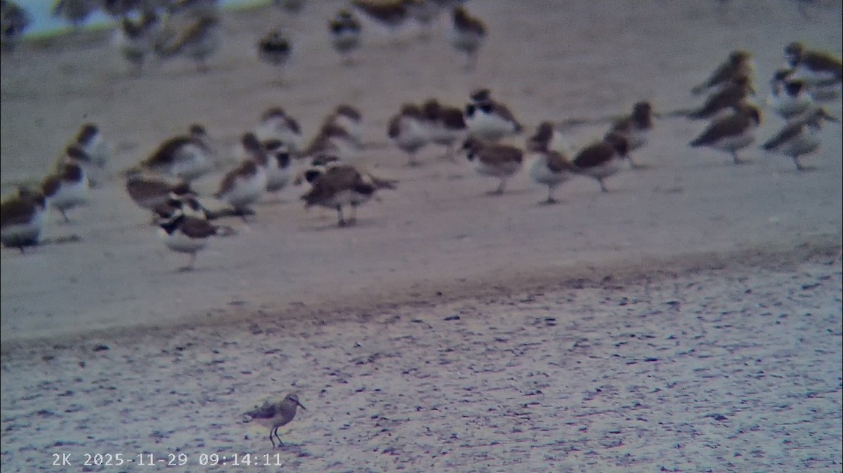 Little Stint - ML646041608