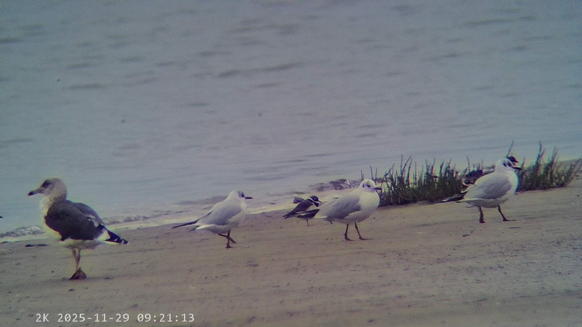 紅嘴鷗 - ML646041615