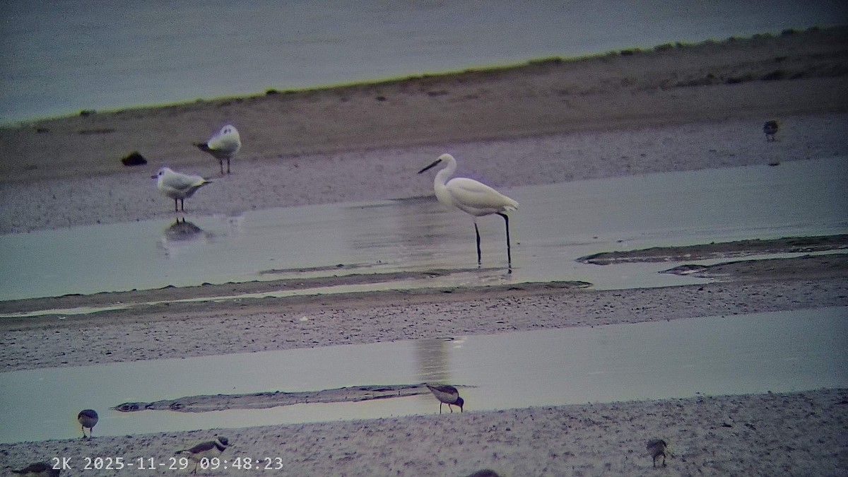 小白鷺 - ML646041618