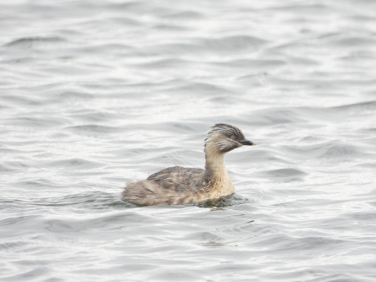 シラガカイツブリ - ML646041622