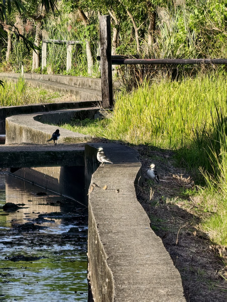 špaček černokrký - ML646041625