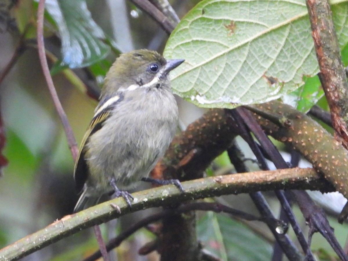 Moustached Tinkerbird - ML646041626