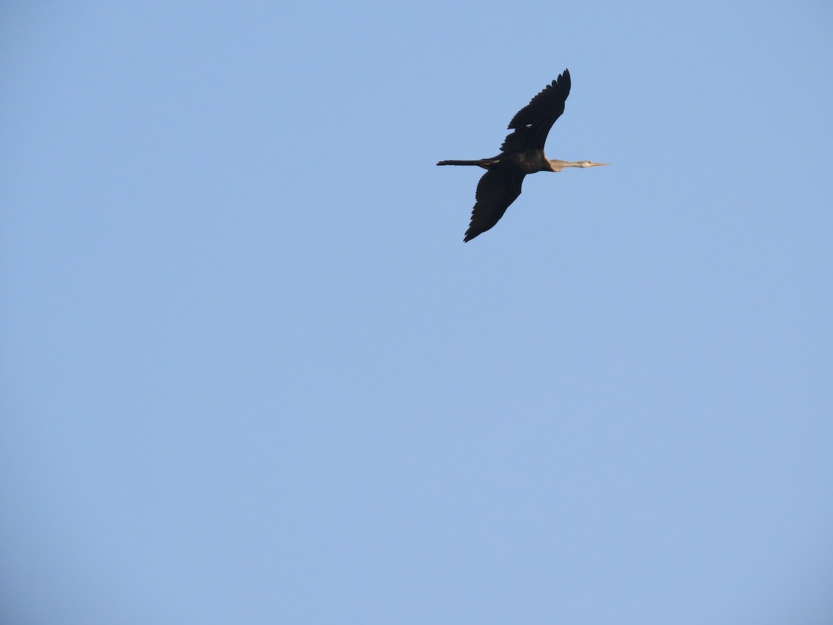 Oriental Darter - ML646041627