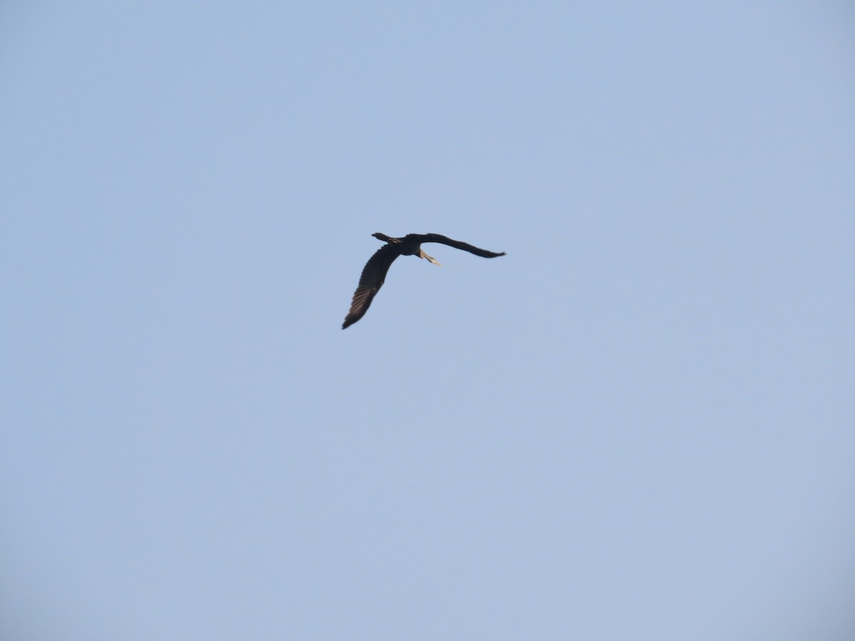 Oriental Darter - ML646041628