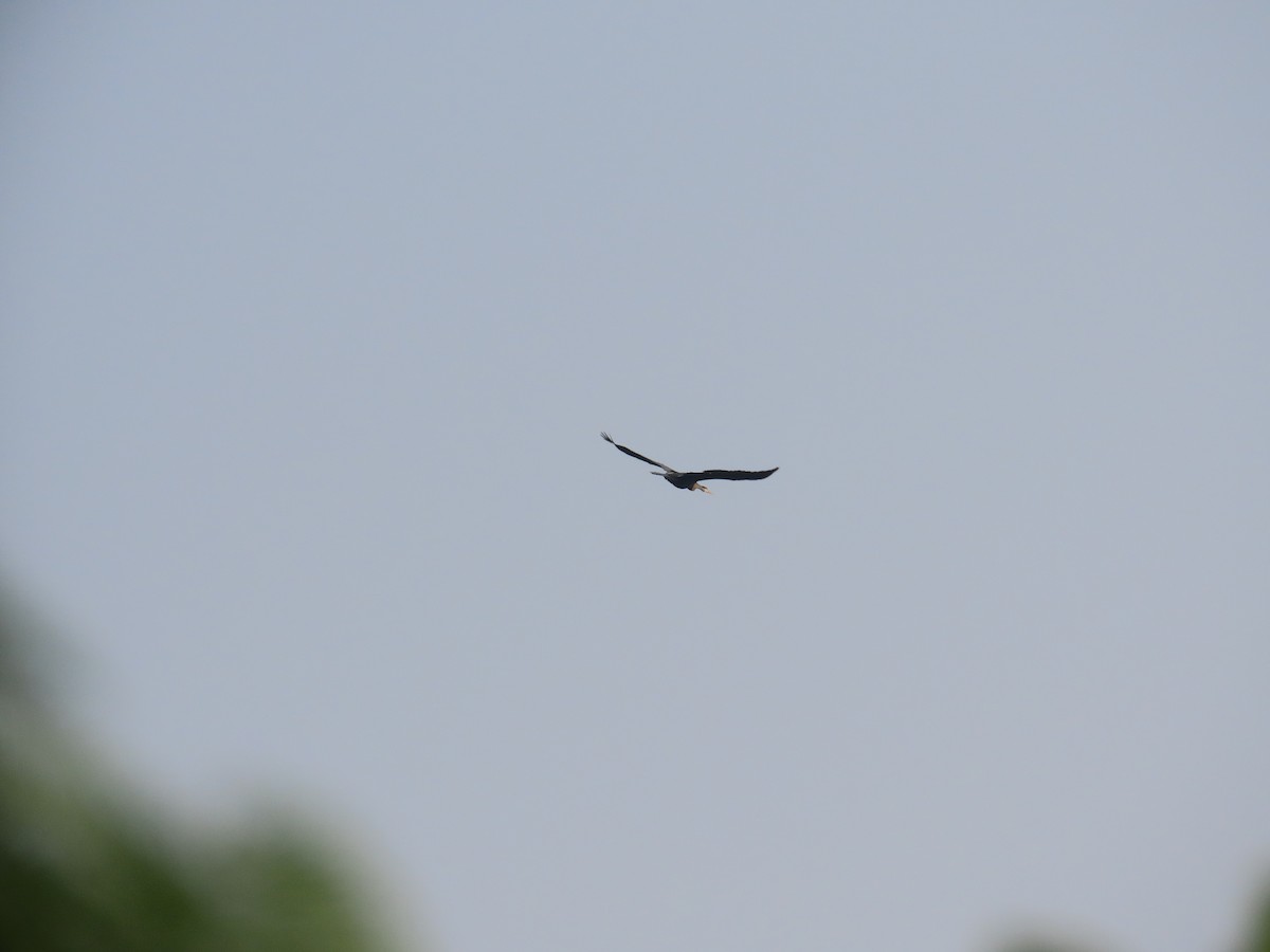 Oriental Darter - ML646041629