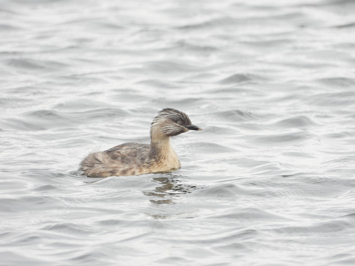 シラガカイツブリ - ML646041630