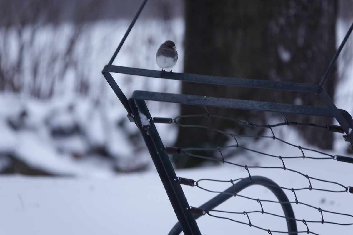 Dark-eyed Junco - ML646041642