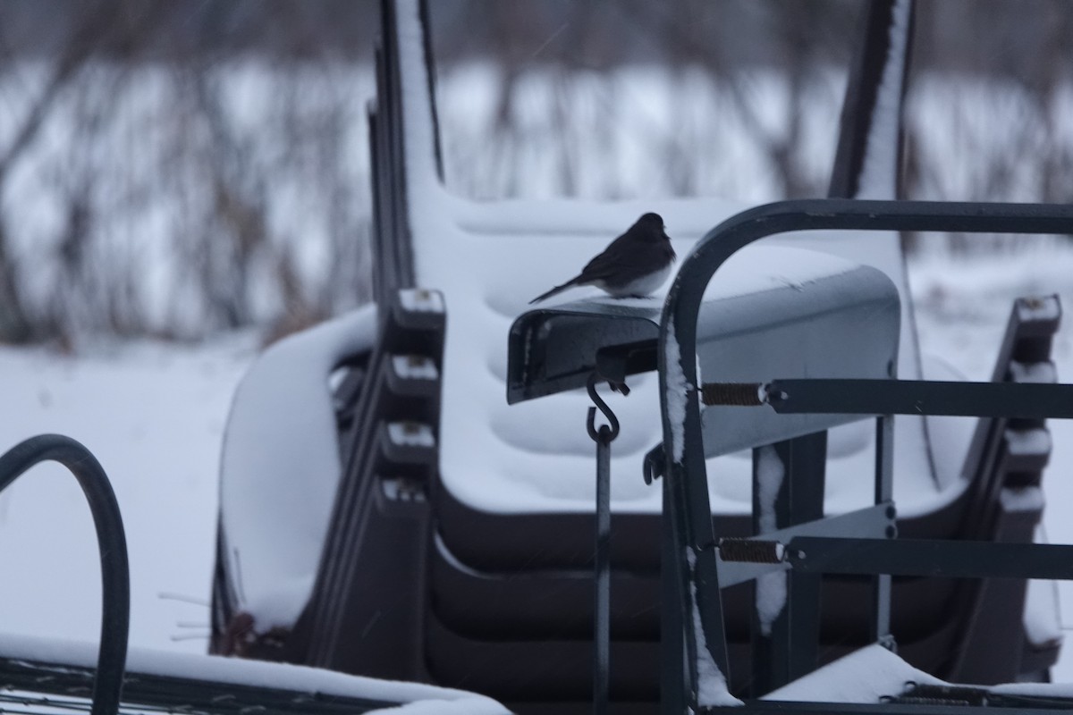 Dark-eyed Junco - ML646041643
