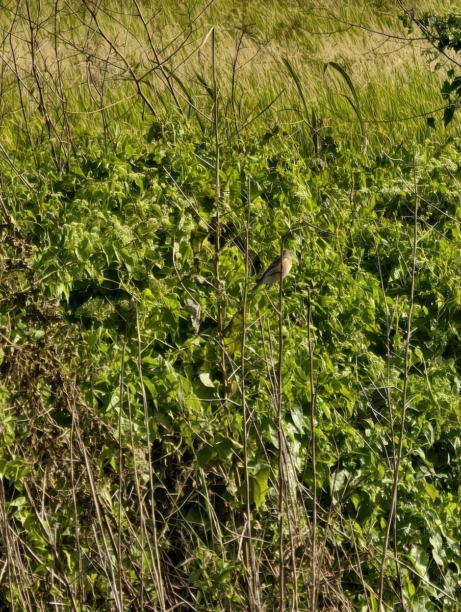 bramborníček východoasijský - ML646041648