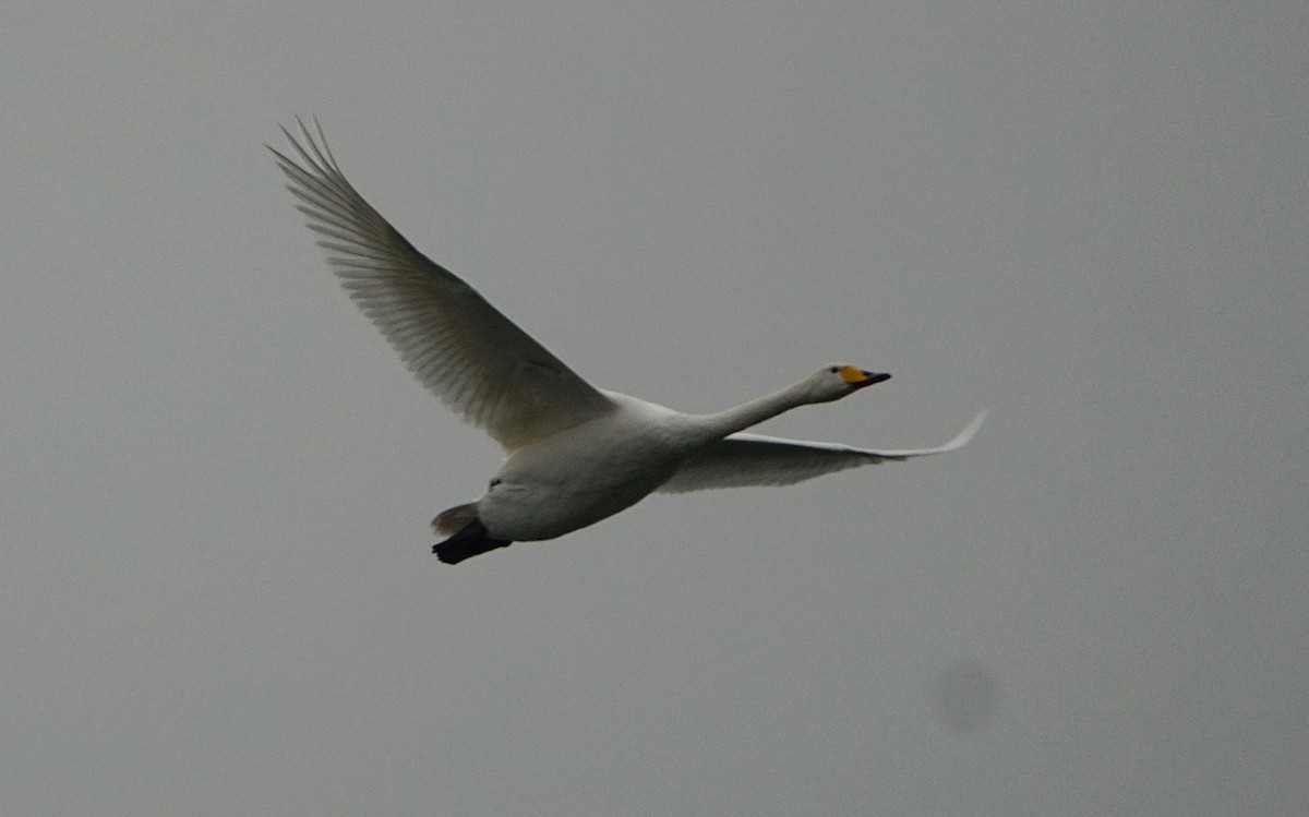Whooper Swan - ML646041651